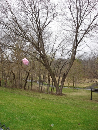 pink balloon day